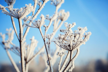 Frost on the grass