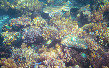 Seascape with coral reef. Tropical seashore inhabitants underwater photo.