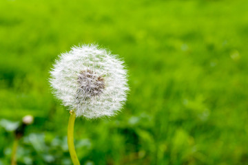 Closeup view of the seed head of a dandelion flower against blurred grass background.