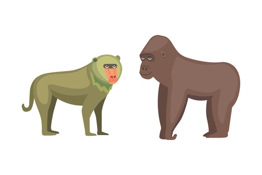 Baboon monkey and gorilla cartoon illustration. Wildlife of africa.