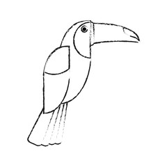 Beautiful toucan bird icon vector illustration graphic design