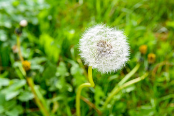 Closeup view of the seed head of a dandelion flower against blurred grass background.