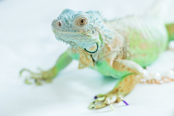 Veiled chameleon isolated on white background.