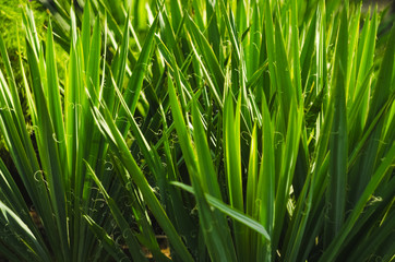 texture of tropical grass. greenery. Fresh air