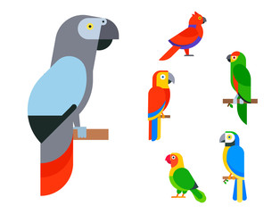 Parrots birds breed species animal nature tropical parakeets education colorful pet vector illustration