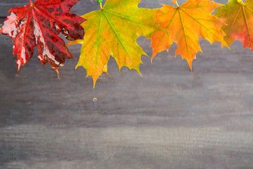 Naklejka na ściany i meble Rainy autumn maple leaves on grey background
