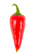 red jalapeno Capsicum annuum