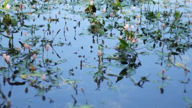 Idylic pond with water lillies and flying insects hovering above the water surface shot at Amager Fælled  in the spring of 2017