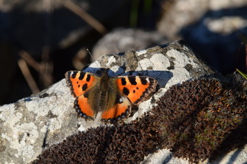 butterfly