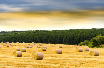 Hay bales on the field after harvest
