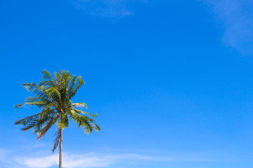 Obraz premium Palm tree and blue sky with place for text. Palm tree leaf. Tropical nature travel photo.
