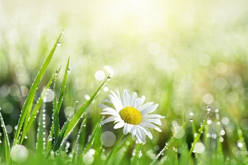 Zelfklevend Fotobehang Fresh green grass with dew drops and daisy on meadow closeup. Spring season.Natural background. © vencav
