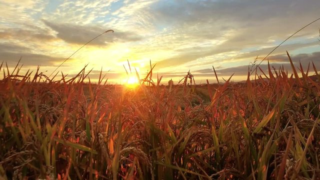 Sunset sun shine over rice harvest plants