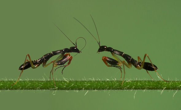 Two mantis insects on a plant mimicking ants, Indonesia