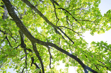 Fototapeta premium tree branch of green leaves on a big tree, nature background