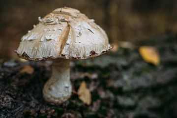 Forest mushroom on wood, forest mushroom, selective focus