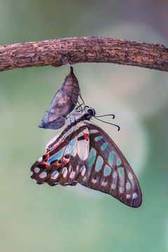 Butterfly emerging from chrysalis, Indonesia