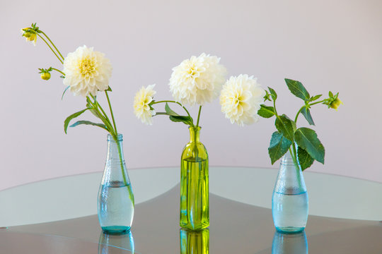 Set of white dahlia flowers in glass vases.