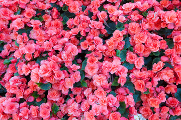 Obraz premium Beautiful flowers in park flowerbed