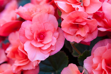 Beautiful flowers in park flowerbed