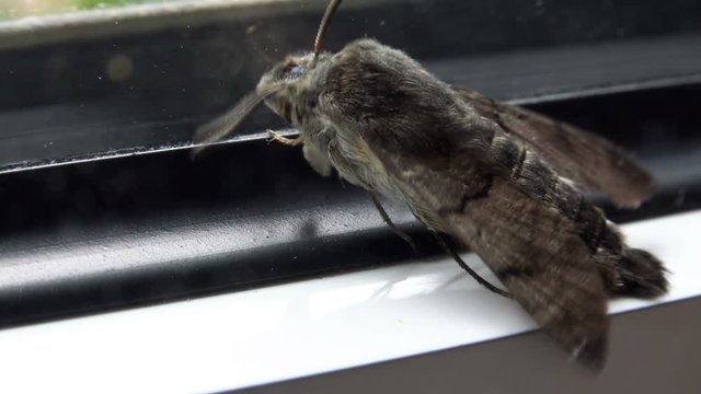 Clothes moth closeup