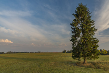 Obraz na płótnie Canvas Spruce tree in evening in Slavkovsky les national park