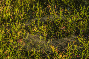 Silver and gold cobweb near Kladska pond