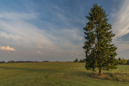 Spruce tree in evening in Slavkovsky les national park © luzkovyvagon.cz