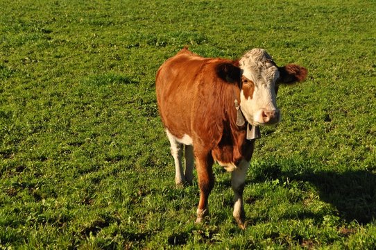 Rind / Kuh braun und weiss gefleckt steht auf gr&uuml;ner Weide / Wiese und schaut mich an.