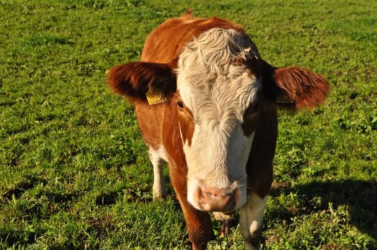 Braun weisse Kuh - Rind auf gr&uuml;ner Weide, ohne H&ouml;rner, schaut frontal in die Kamera.