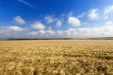 Naklejka premium field with mature rye