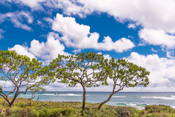 Trees by the Ocean