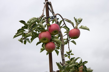 Bunch of Apples Hanging on a Tree in an Orchard