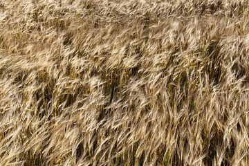 mature cereal, close-up