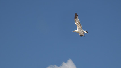 Flying seagull