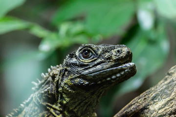 Lizard 