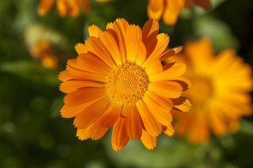 Flowers of calendula