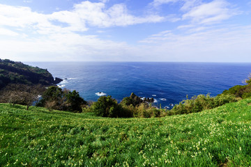 越前海岸と水仙