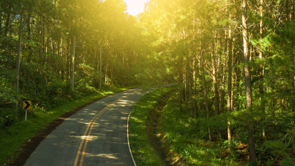 Road in the  Pine forest