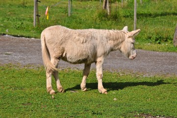 Obraz premium Weisser Pouitu Esel - Albino auf grüner Weide