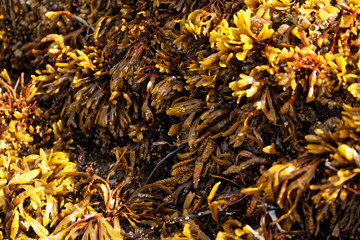 Tide Pools, Tofino, British Columbia, Canada