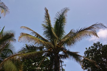 Palm trees in the blue sky
