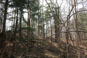 Forest in the early Spring