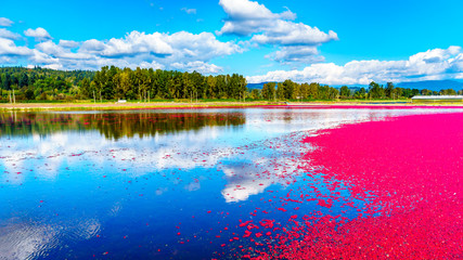 Ripe Cranberries floating in the lagoon during harvest in the Glen Valley area of the Fraser Valley...