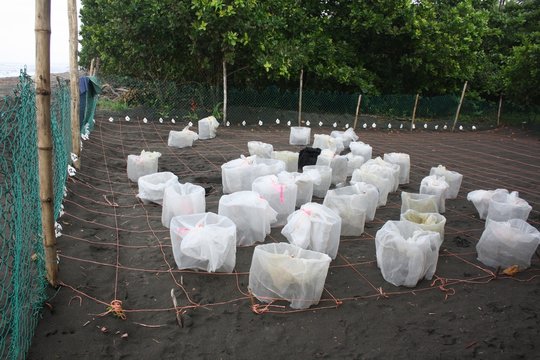 Sea Turtle Nest Hatchery In Costa Rica