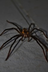 Large Spider, Costa Rica