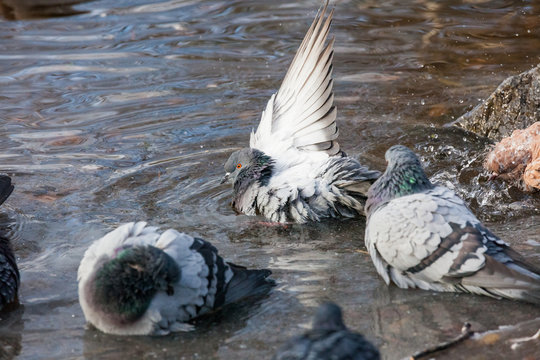 Groupd of pigeons birds bathing