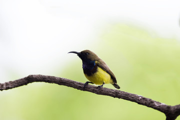 Olive-backed Sunbird on branch in park 