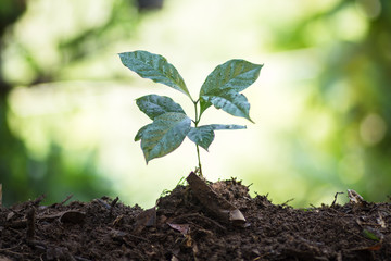 plant a tree natural background Plant Coffee seedlings in nature green fresh