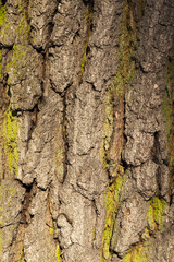 Tree bark, close-up